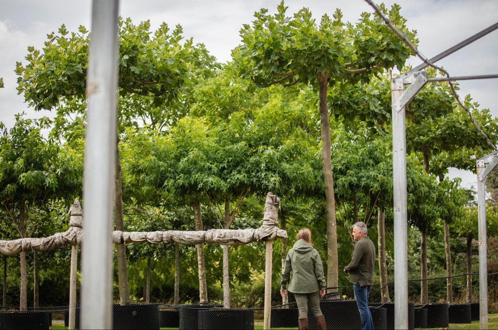 Parasol Platanus trees with customers viewing large specimens at nursery