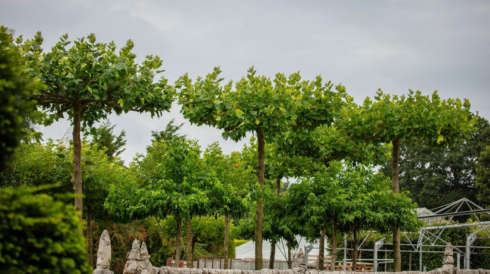 Row of mature parasol Platanus trees in full leaf at nursery