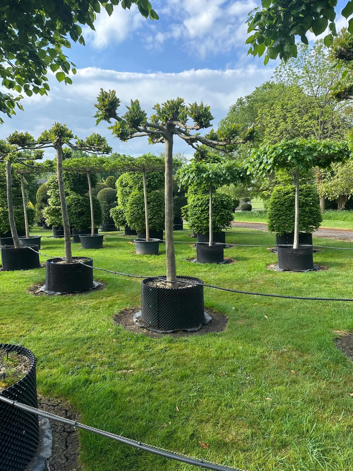 Young parasol Platanus tree showing developing umbrella framework