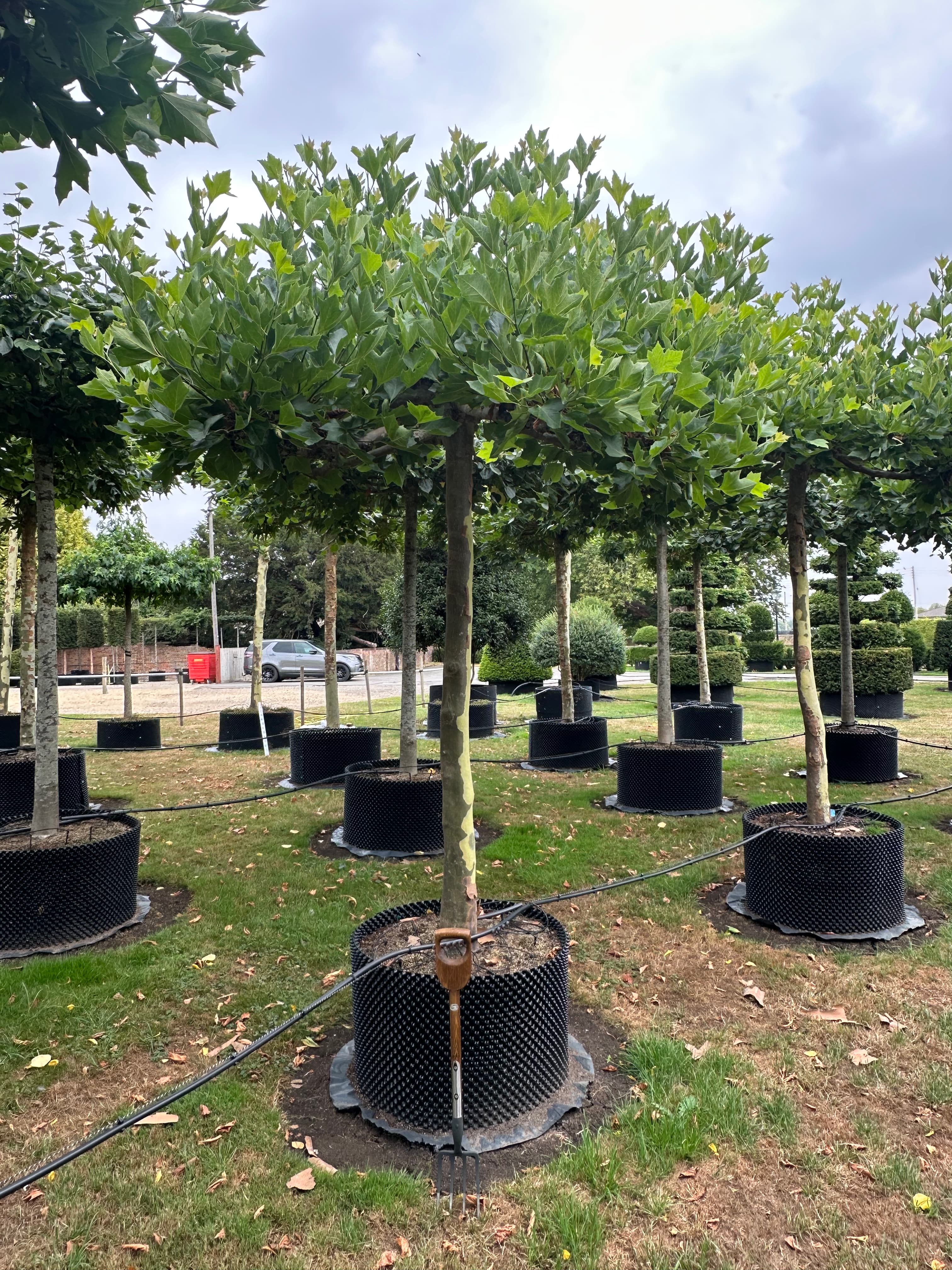 Platanus globe parasol (roof) tree at Hedgeworx nursery