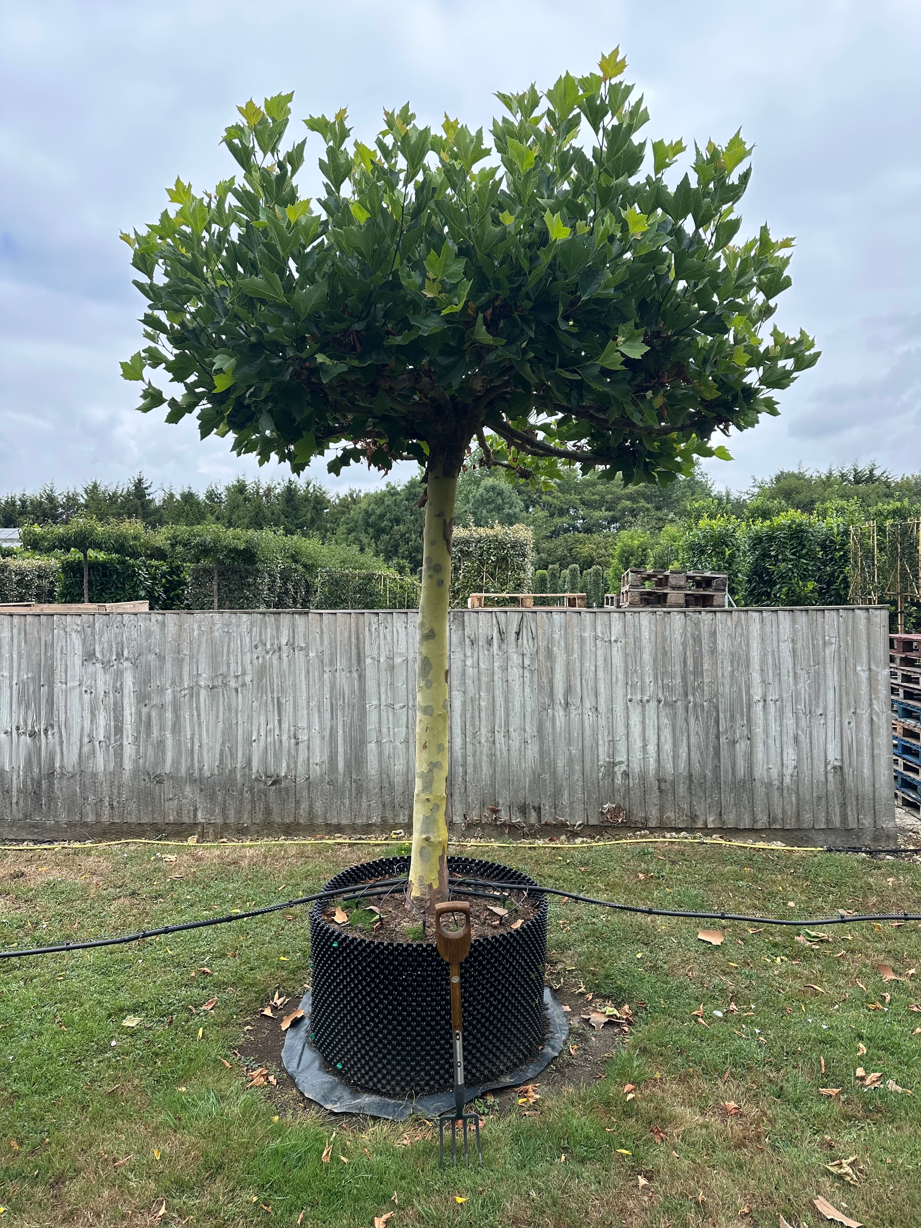 Platanus hispanica parasol (roof) tree at Hedgeworx nursery