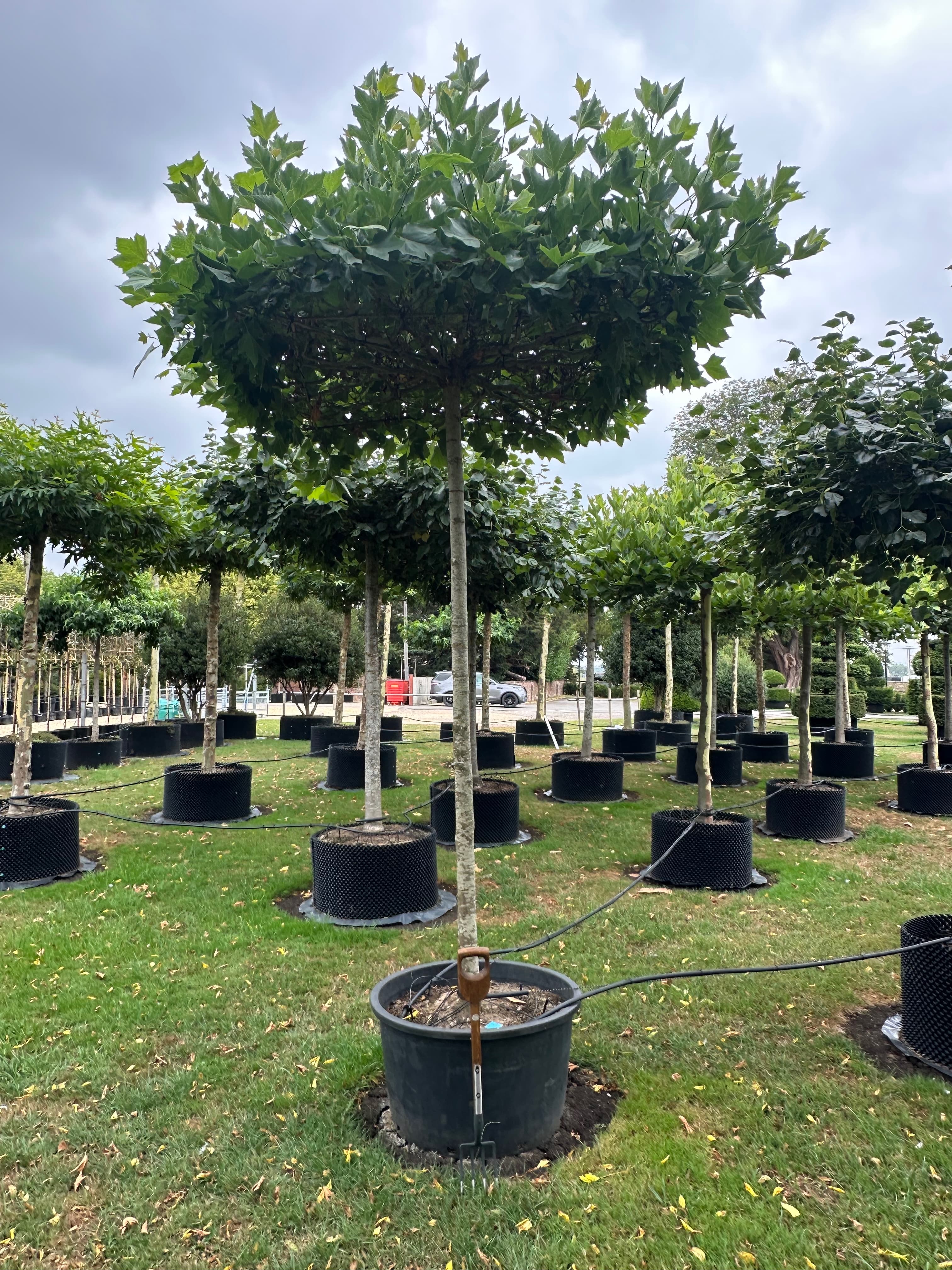Platanus hispanica parasol (roof) tree at Hedgeworx nursery