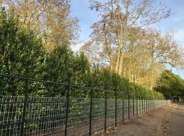 Tall evergreen hedge with railings