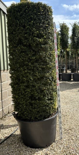 Tall topiary column specimen