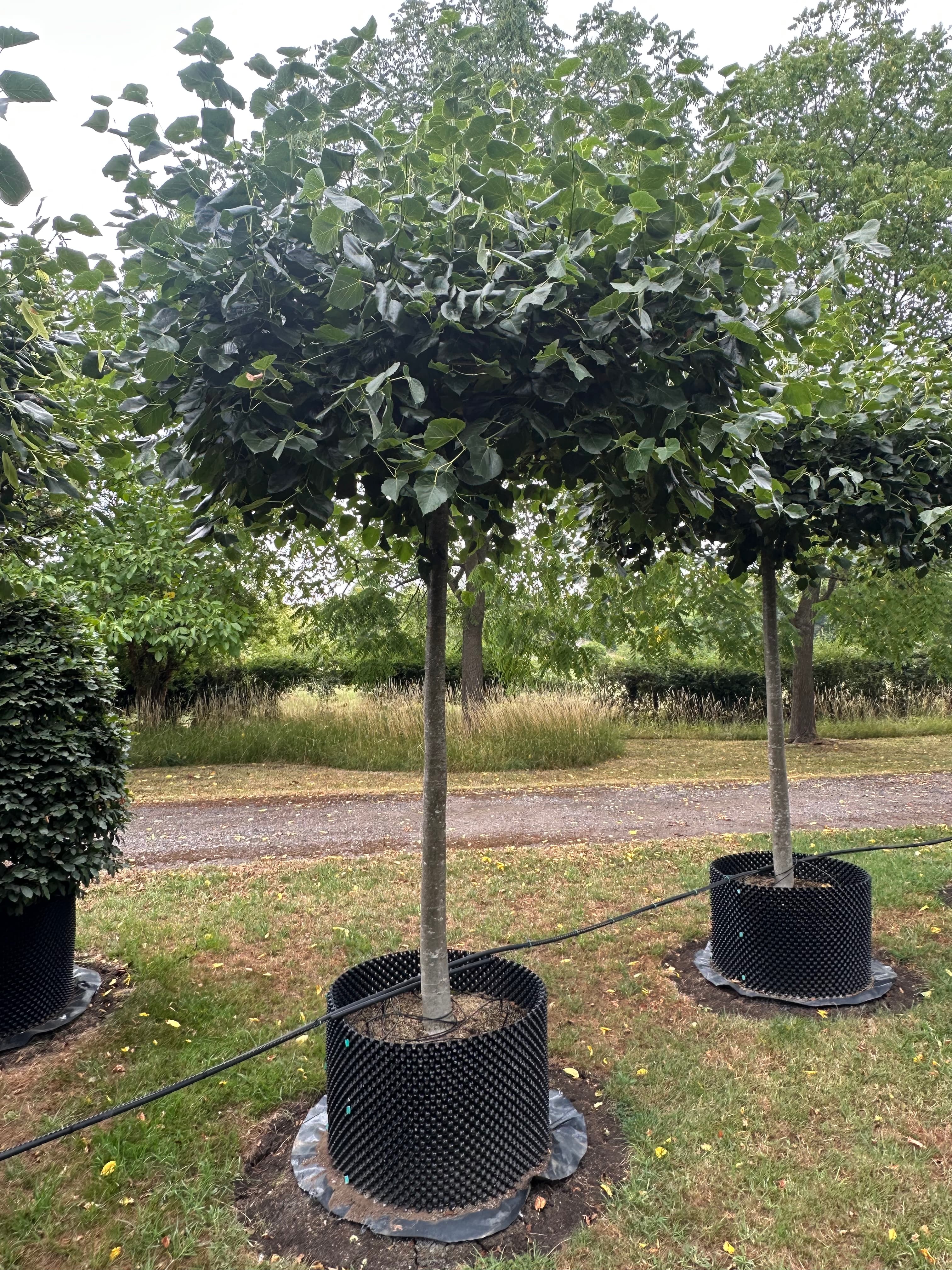 Tilia europaea Pallida parasol (roof) tree at Hedgeworx nursery