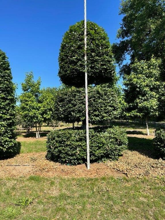 Beech topiary ball on cube with measuring pole