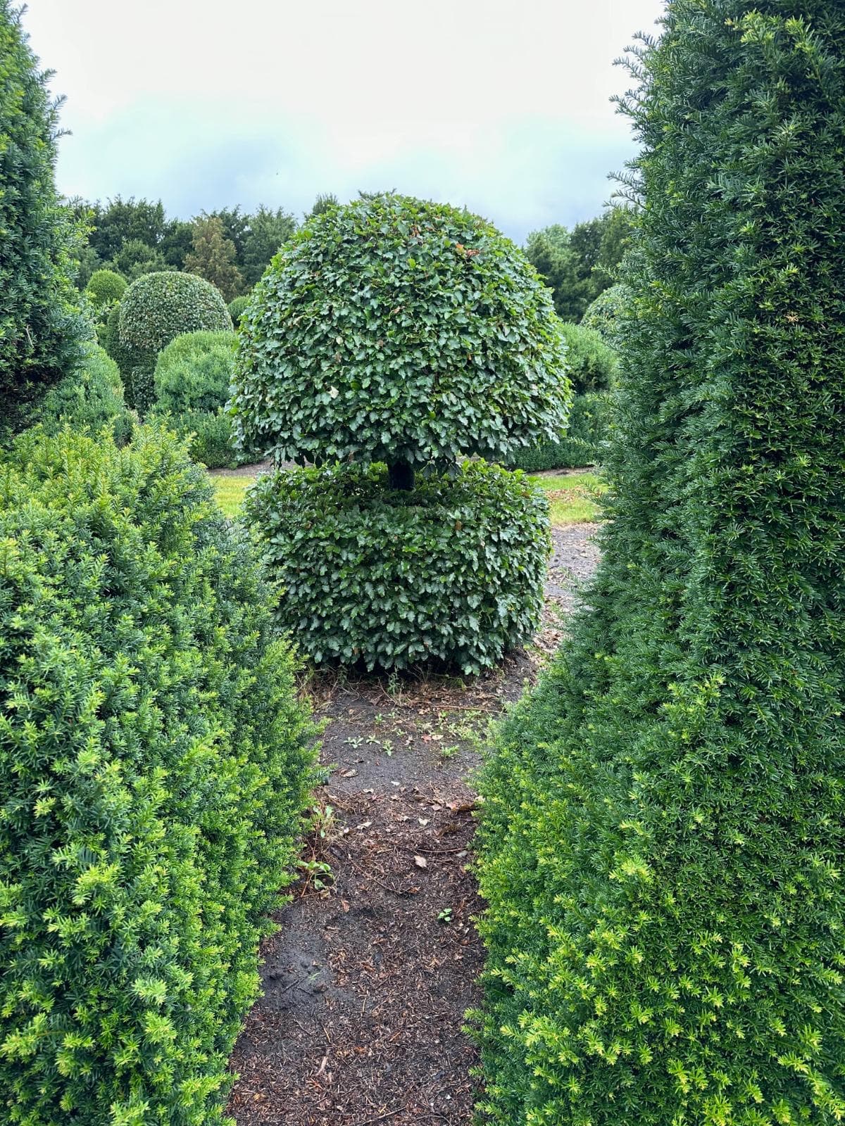 Beech topiary ball on dome at nursery between Yew hedging