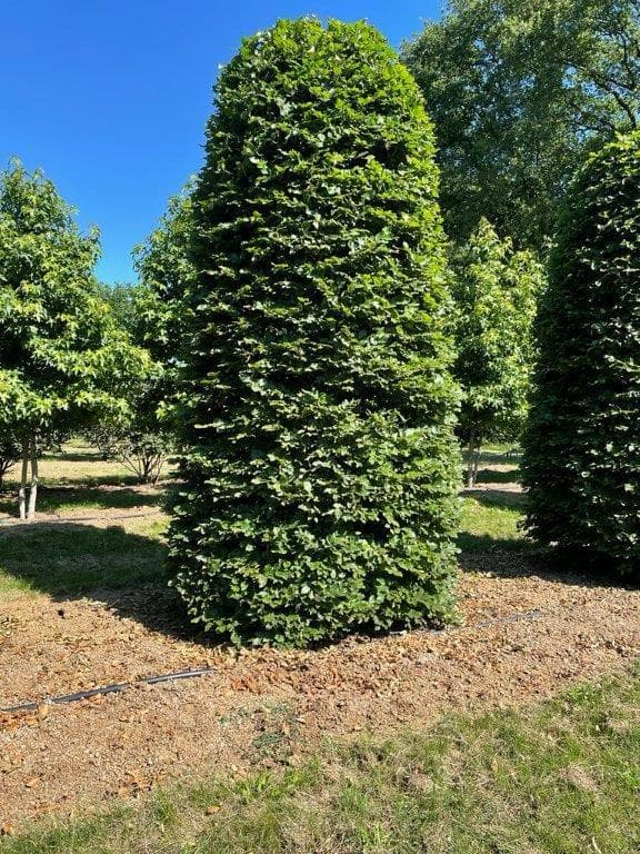 Beech topiary cone at nursery