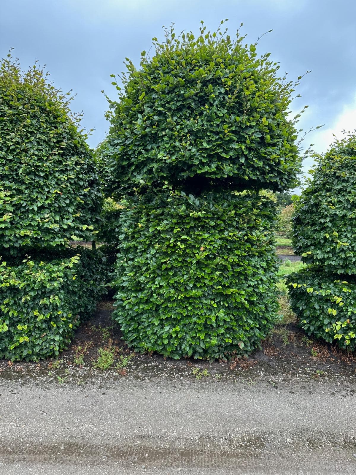 Beech topiary dome shapes in row at nursery