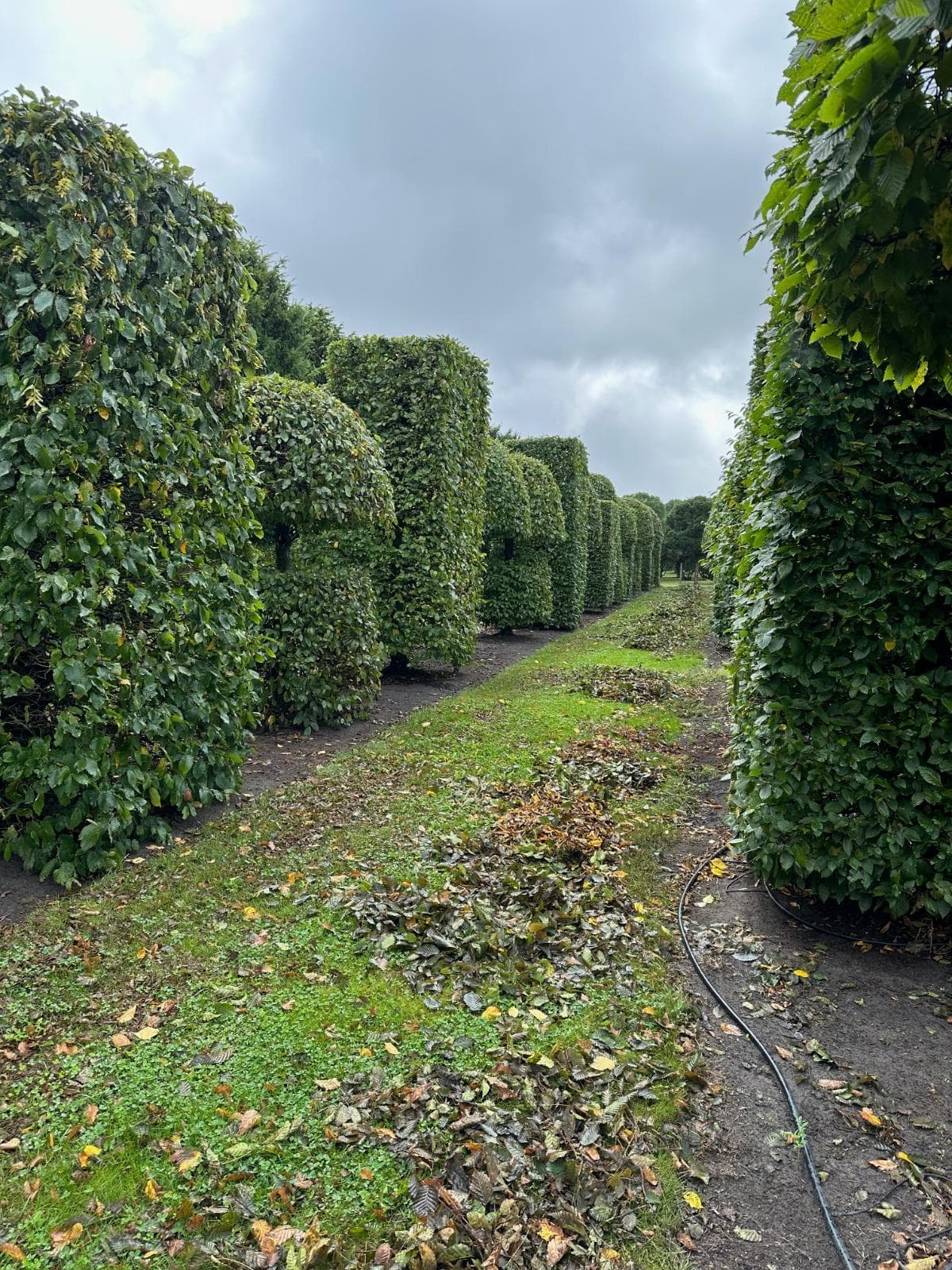 Large Beech topiary columns with measuring pole