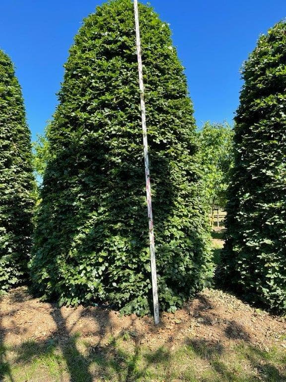 Large Beech topiary cones with measuring pole