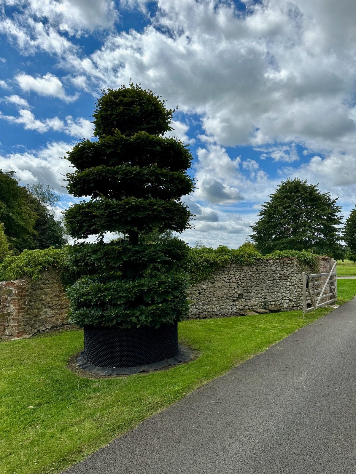 Beech topiary spiral planted by country driveway