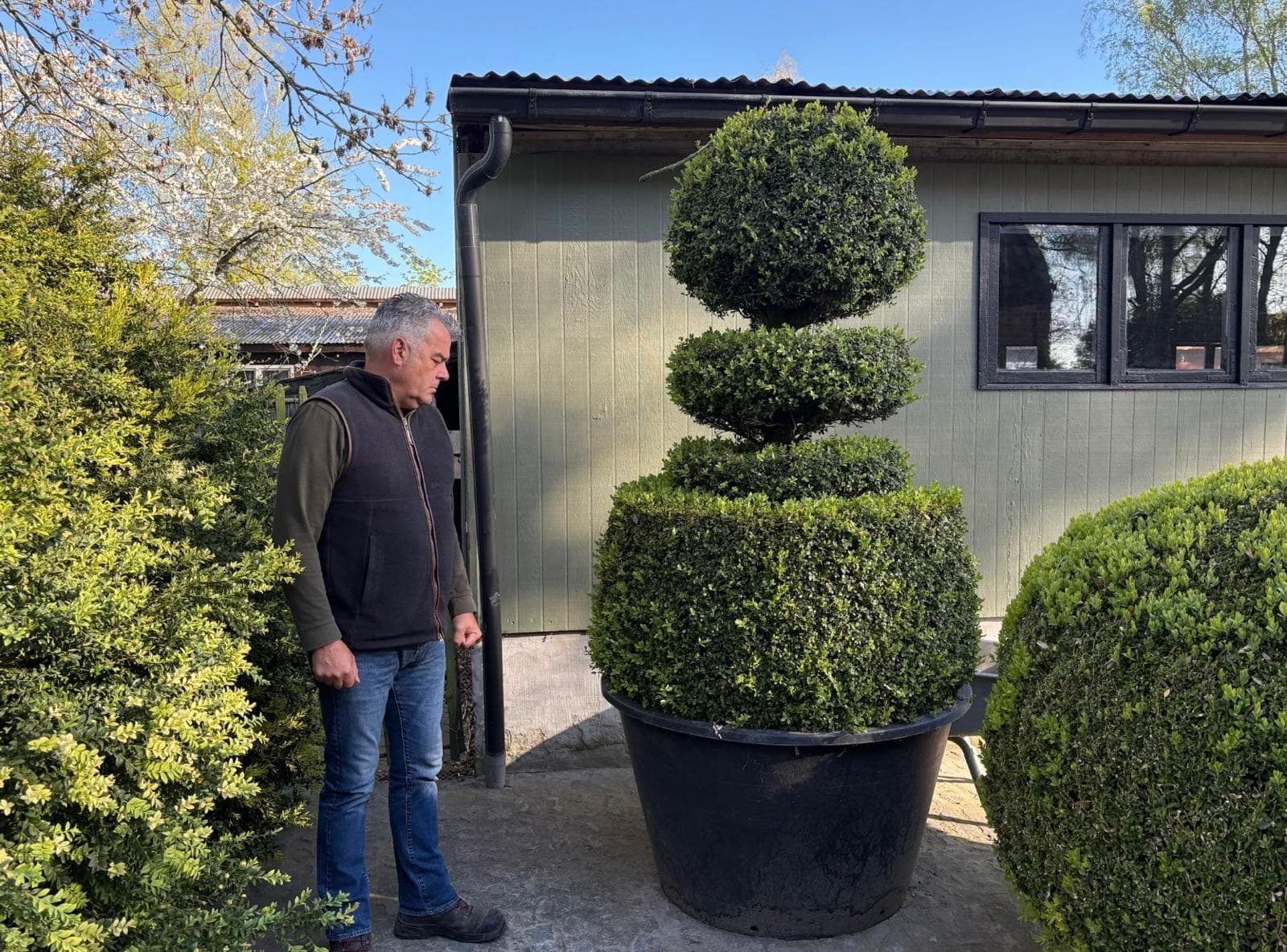 Box topiary ball on dome in container at nursery