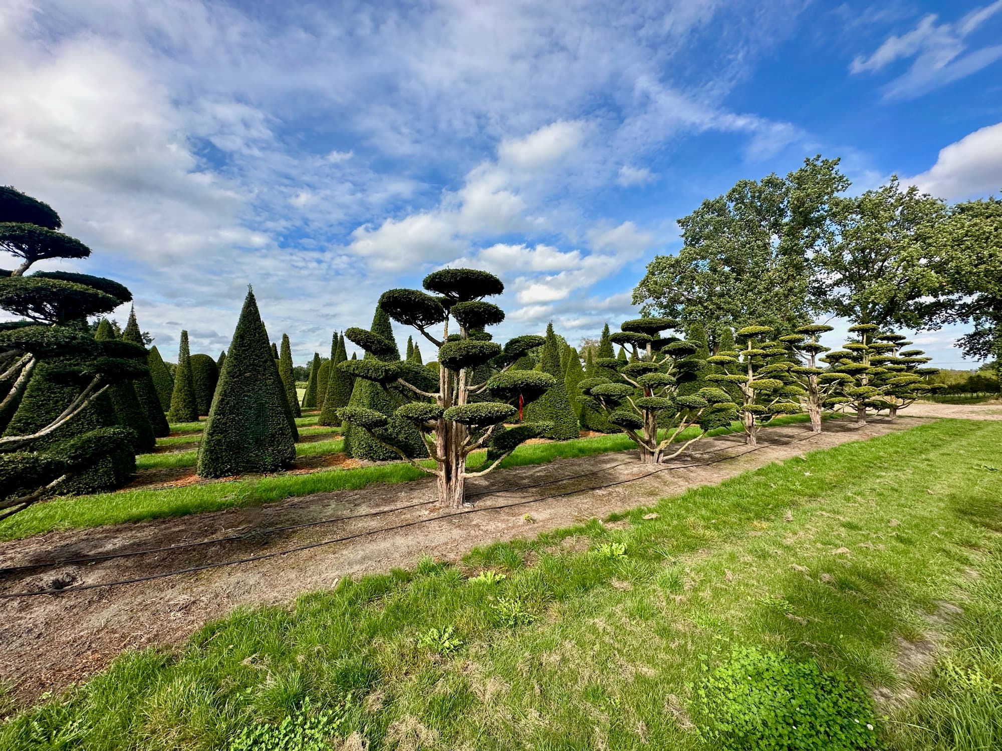 Cloud tree specimen