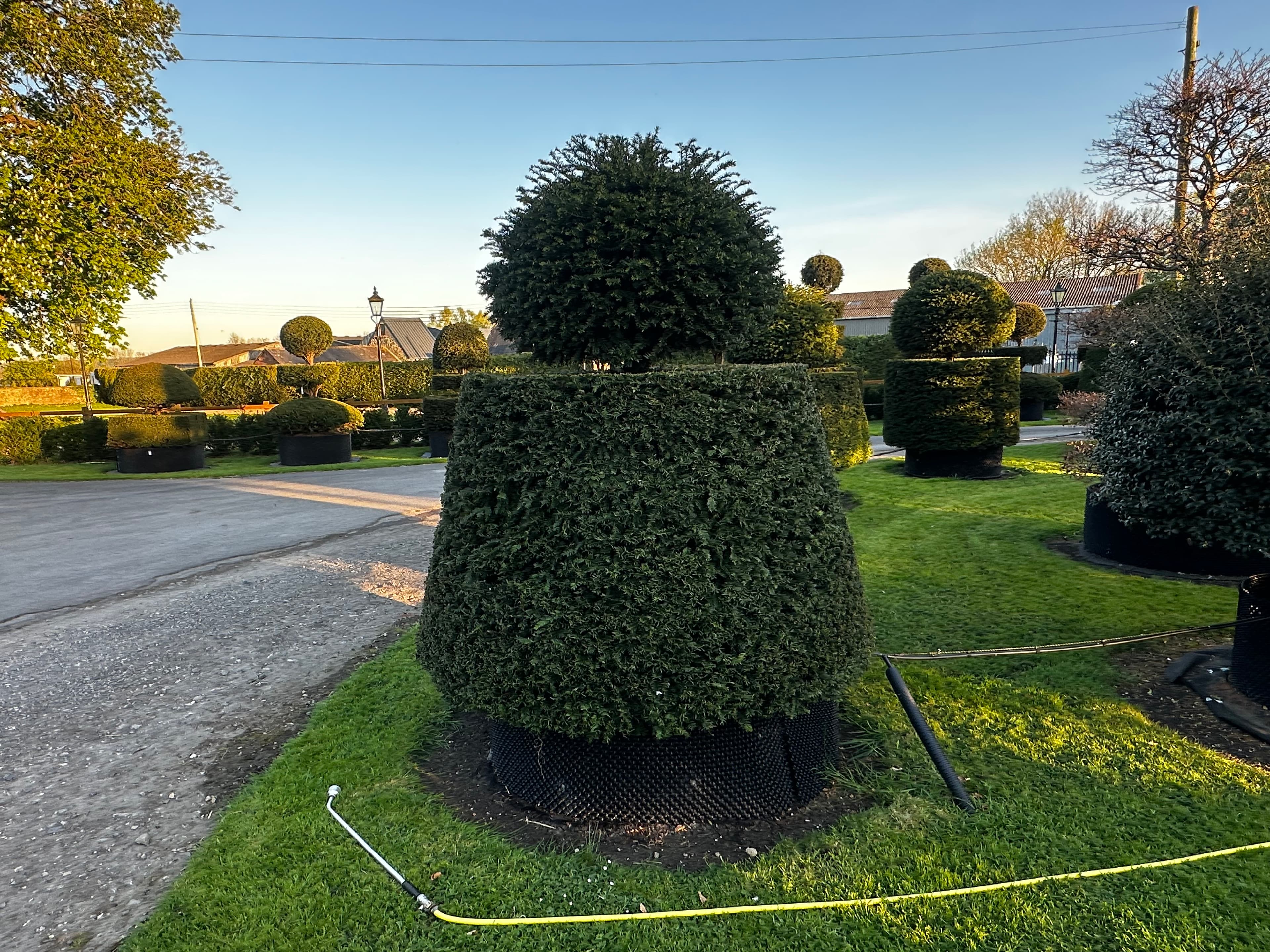 Topiary specimen
