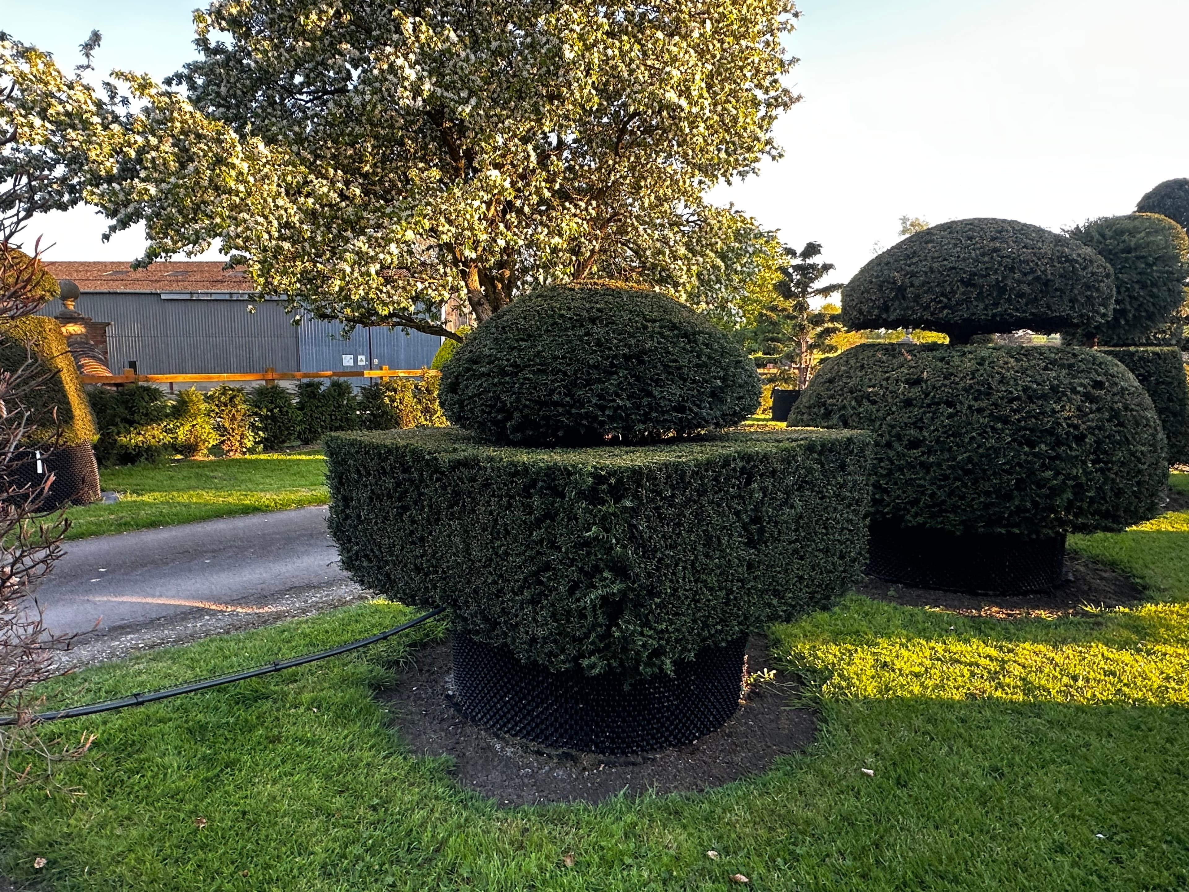 Topiary specimen