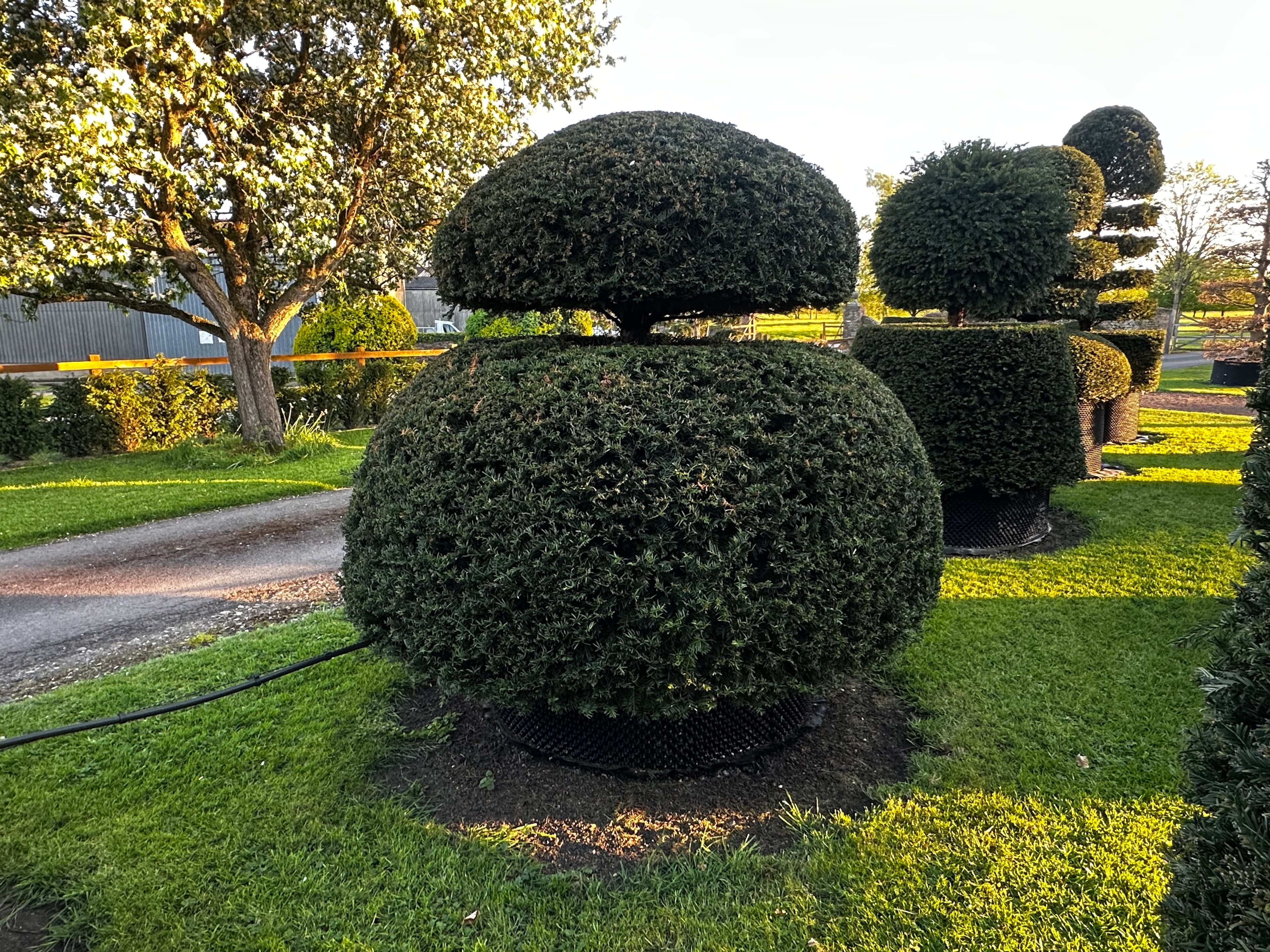 Topiary specimen at Hedgeworx nursery