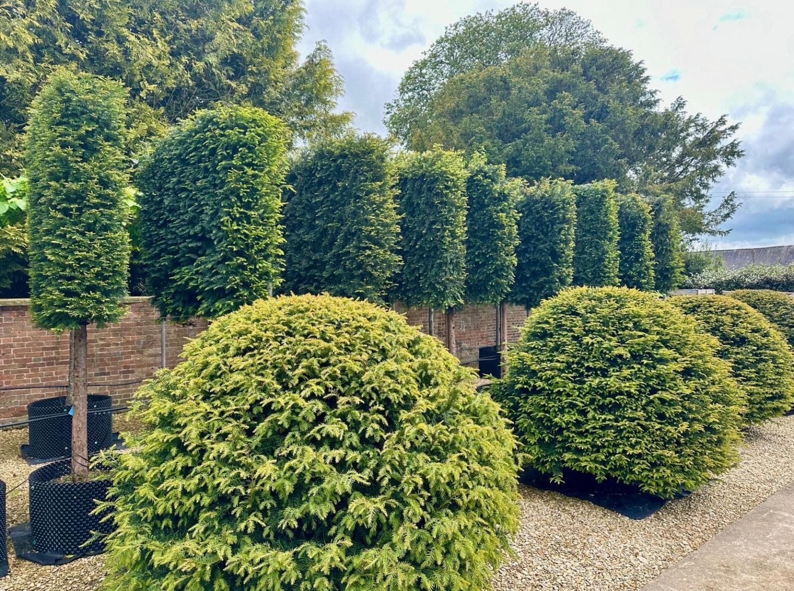 Mixed topiary balls and columns at nursery entrance