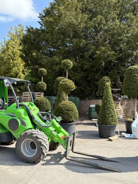 Topiary specimens with loader at nursery