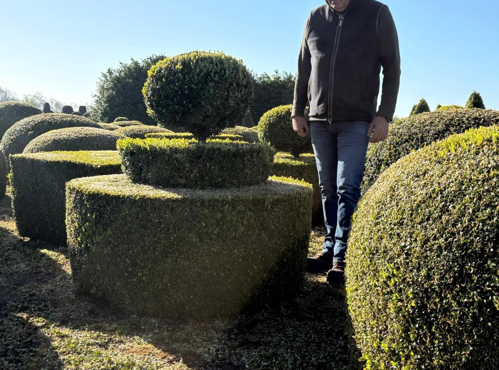 Yew topiary ball on dome shapes walking through nursery