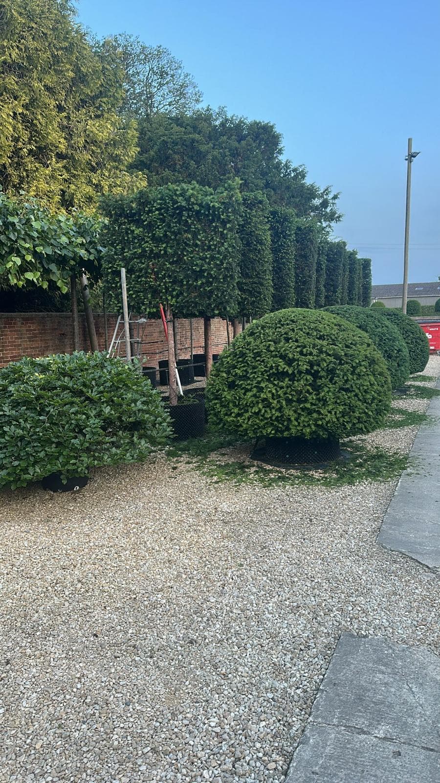 Yew topiary balls with pleached trees on nursery gravel