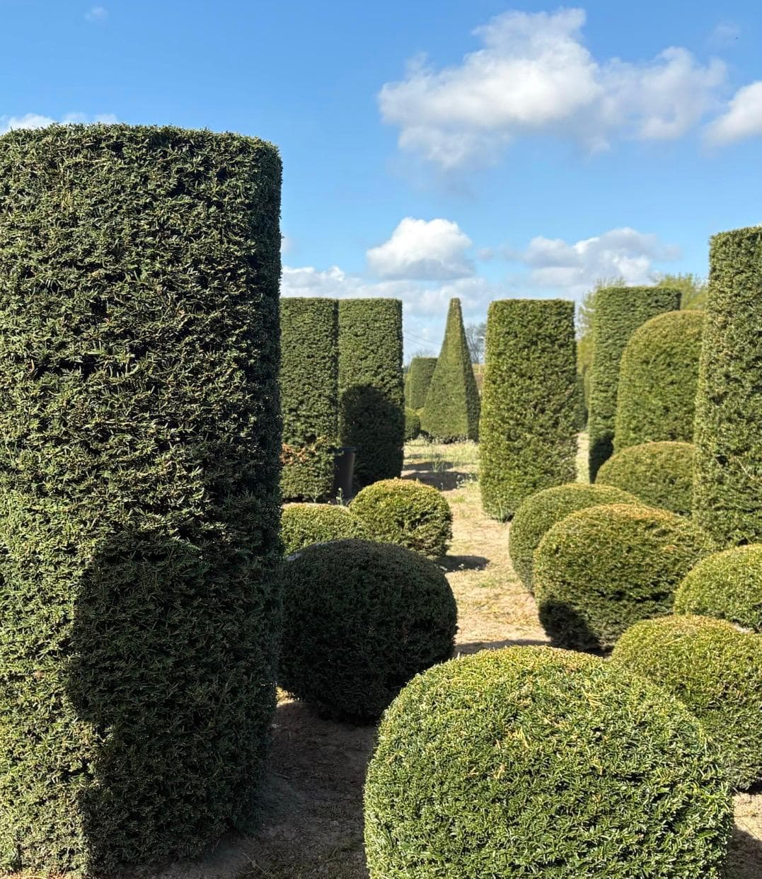 Yew topiary cylinders and balls along nursery walkway