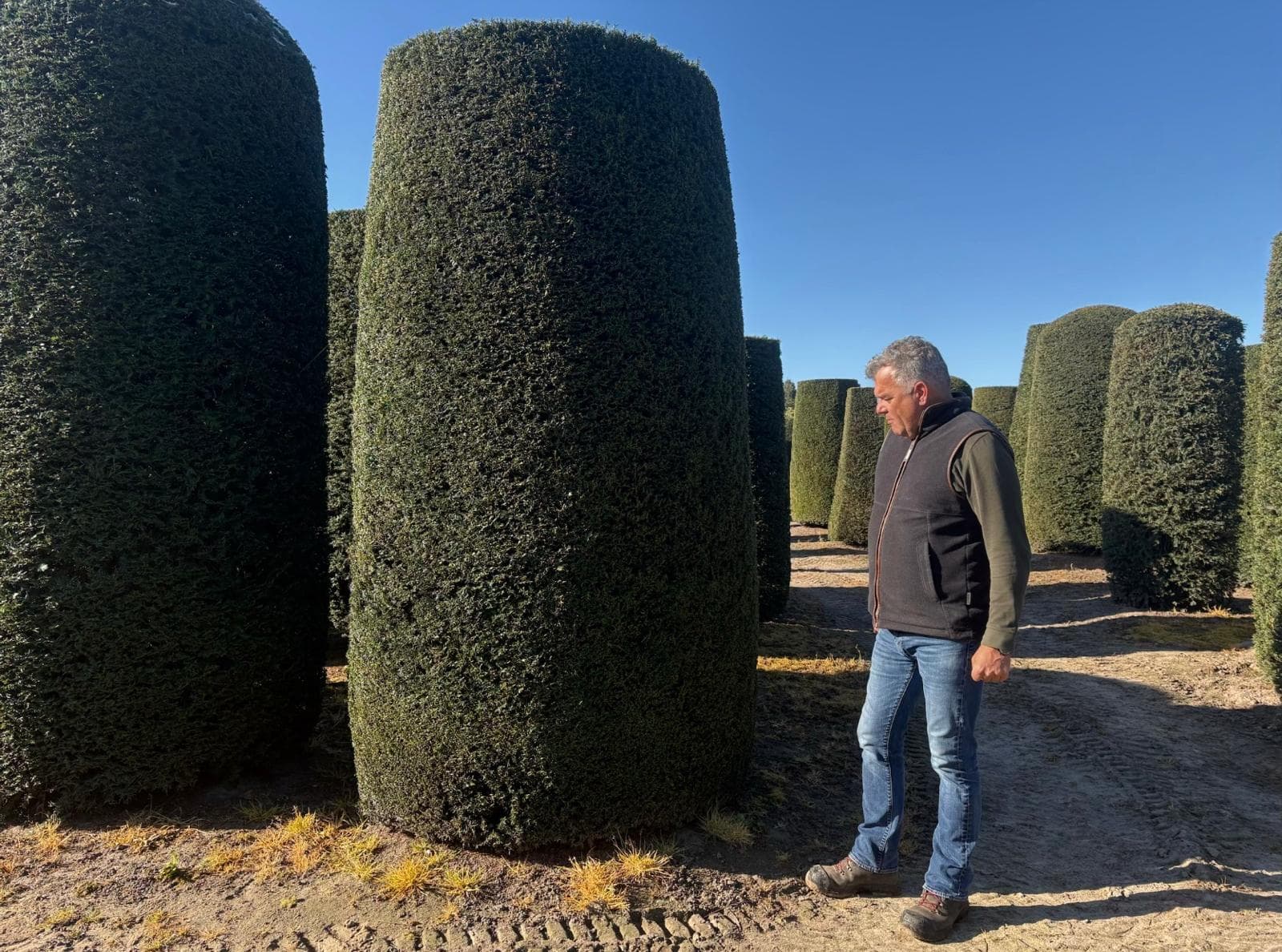 Tall Yew topiary cylinders with person for scale