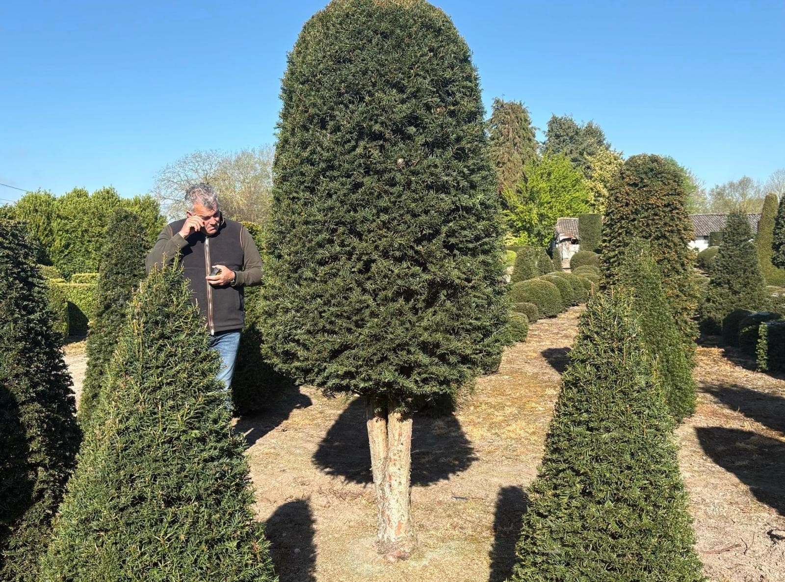 Yew topiary lollipop on stem surrounded by cones at nursery