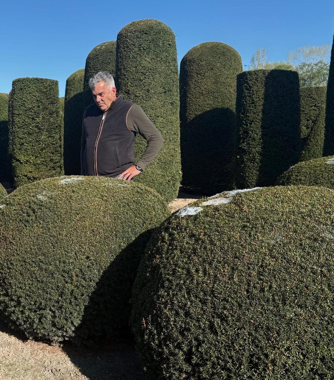 Mixed Yew topiary shapes including domes balls and columns