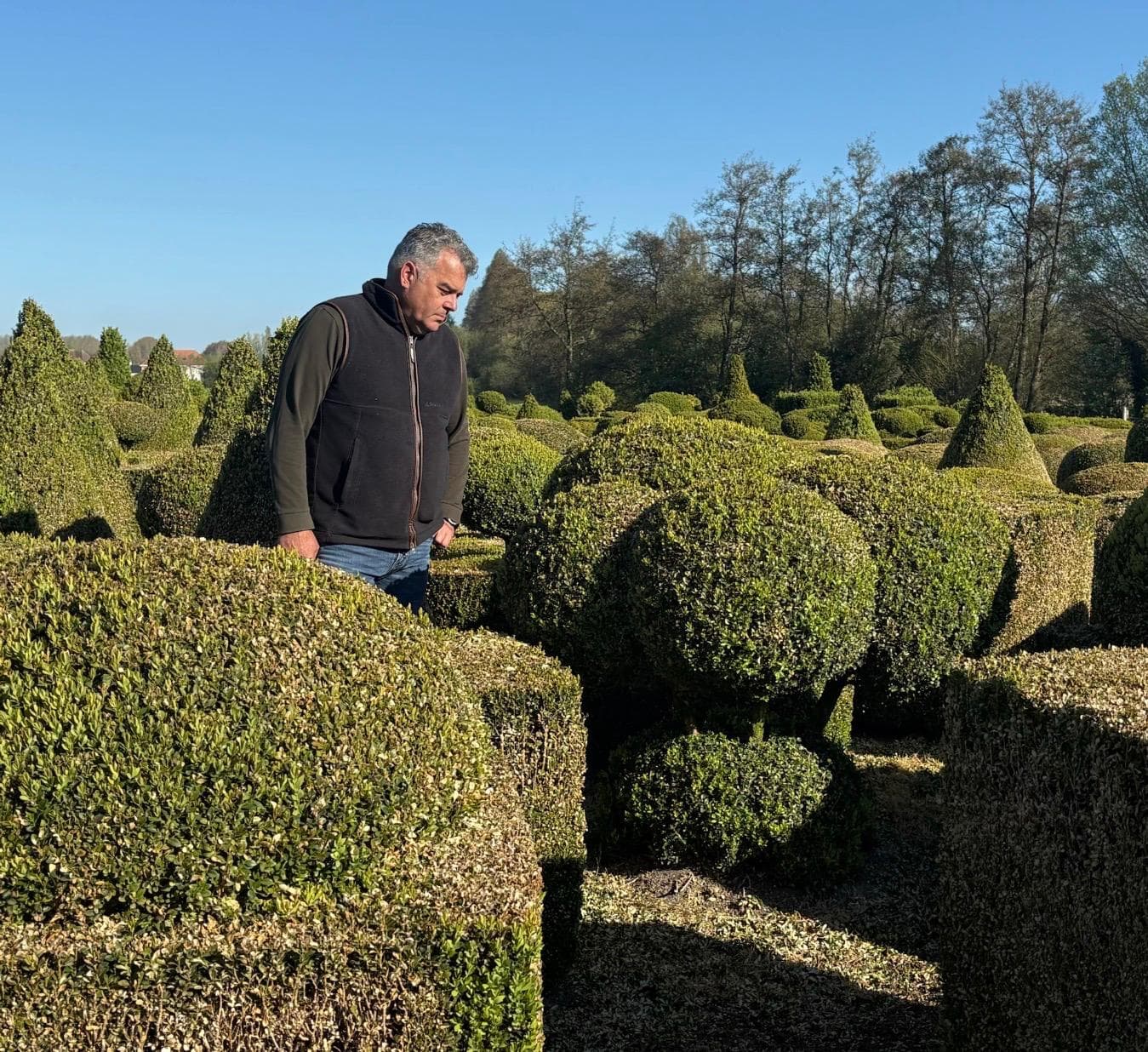 Overhead view of mixed Yew topiary shapes at nursery