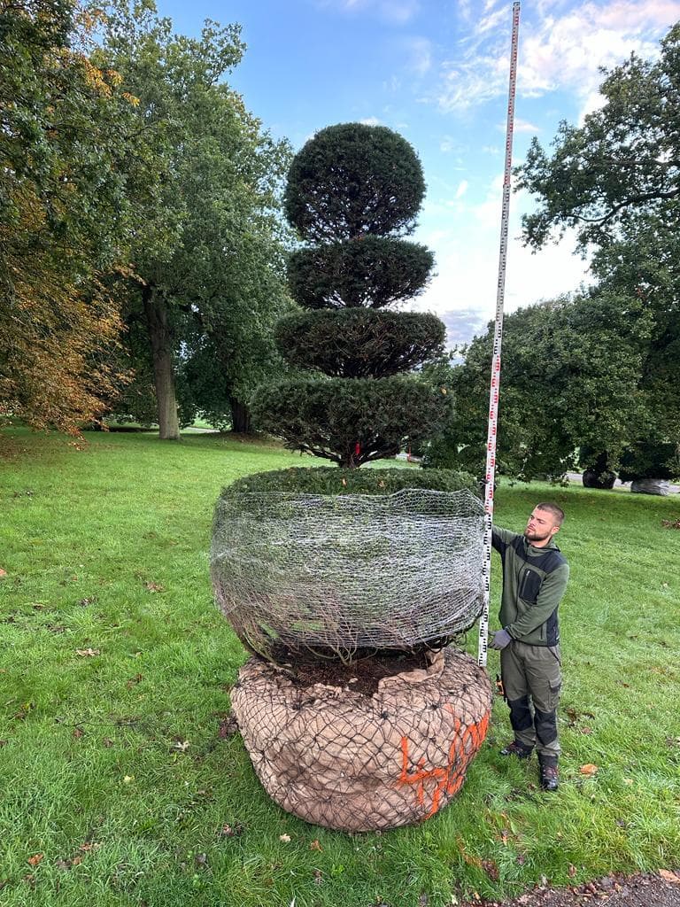 Yew topiary tiered specimen rootballed with measuring pole